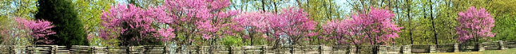 redbuds.jpg