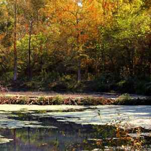 Fall foliage at the beaver pond.