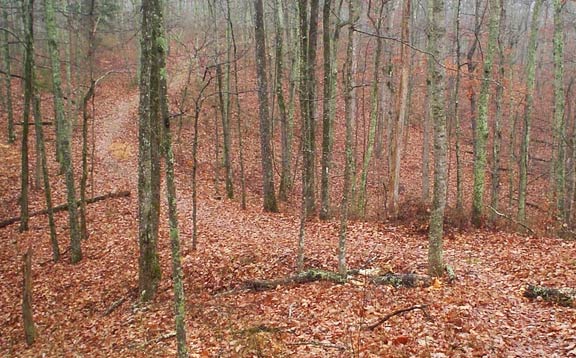 Ranger-Guided Nature Hike - Devil's Backbone State Natural Area