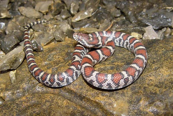 Snakes: Heroes or Villains? - Tupelo, Mississippi