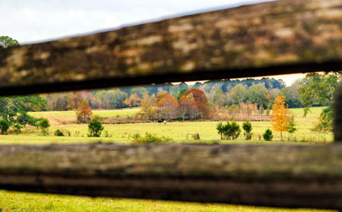 Holly Hill - Natchez Trace Fall Foliage
