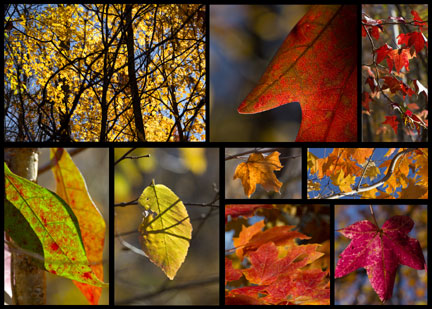 Burns Branch - Natchez Trace Fall Foliage