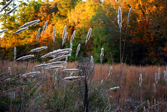Tall Grasses - Mississippi Fall Foliage