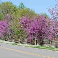 Natchez Trace Parkway: Nashville - Franklin | Riding with the top down and redbuds in bloom.