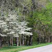 Dogwoods in bloom near Colbert Ferry.