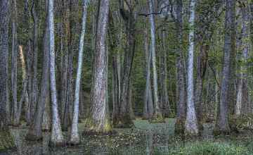 Cypress trees on the trail at Cypress Swamp.