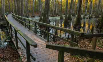 Another view of the wooden footbridge at Cypress Swamp.