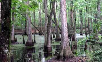 Summertime at Cypress Swamp.