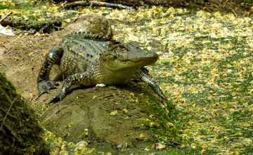 Gator at Cypress Swamp on the Natchez Trace Parkway.