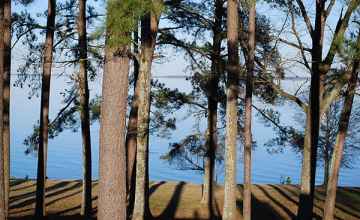 Towering pine trees at Reservoir Overlook.
