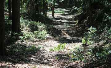 The Old Trace at the Brashear's Stand site.