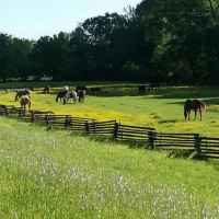 Horses grazing at French Camp.