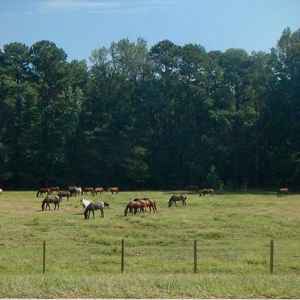 Horse Pasture at French Camp Academy