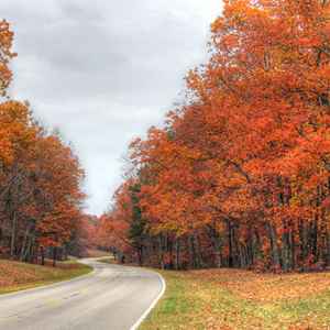 Hohenwald - Summertown area: Fall foliage near milepost 375.