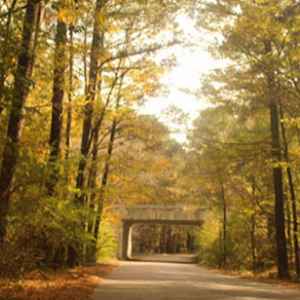 Canton - Ridgeland - Jackson area: Fall foliage on the Natchez Trace Parkway near the West Florida Boundary site.