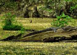 Mississippi - Cypress Swamp