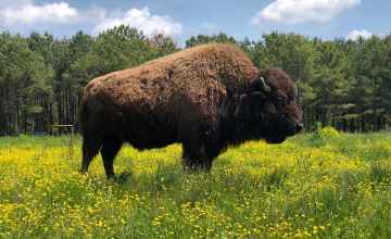 Buffalo, held sacred to many Plains Indian Nations, Wildlife Preserve