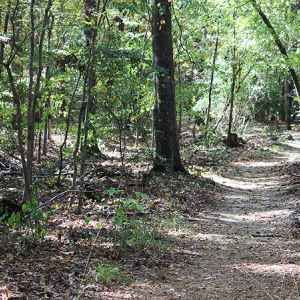 Brashear's Stand and Old Trace Hiking Trail