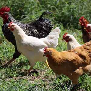 free range pasture chickens - Hohenwald, TN